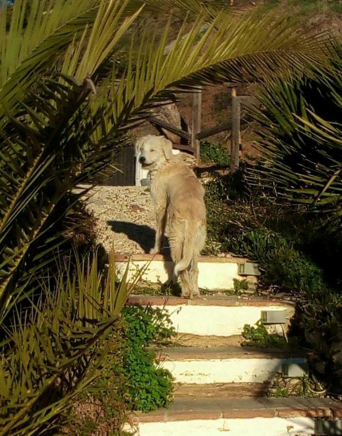 ホテル Casa Colina Comares エクステリア 写真
